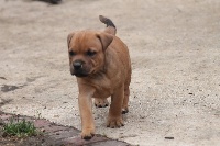 Angel Of War - Staffordshire Bull Terrier - Portée née le 25/07/2016