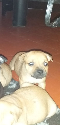 CHIOT 4