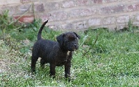 Angel Of War - Staffordshire Bull Terrier - Portée née le 20/03/2016