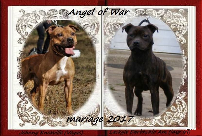 Angel Of War - Staffordshire Bull Terrier - Portée née le 15/03/2017