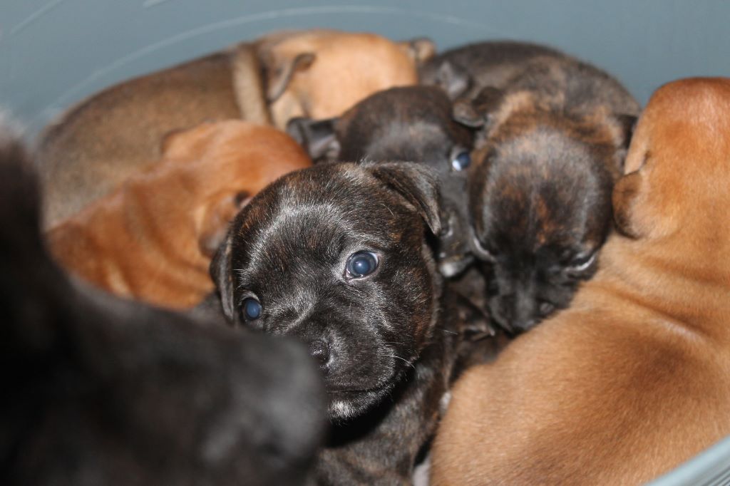 Chiot Staffordshire Bull Terrier Angel Of War
