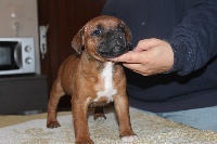 CHIOT