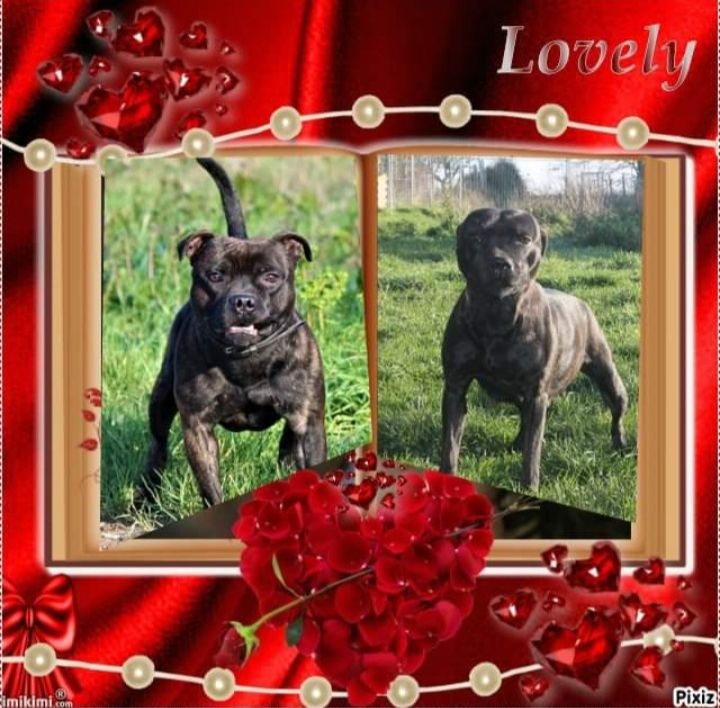 Chiot Staffordshire Bull Terrier Angel Of War